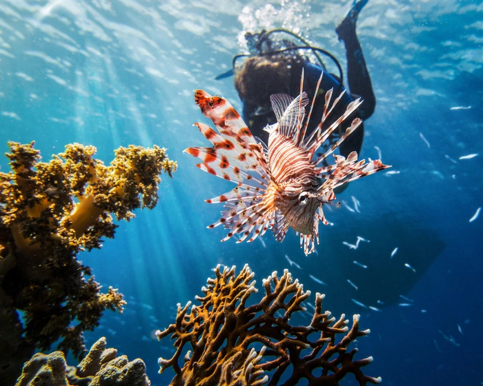 The diving is rated up to 164ft / 50m and features anti-fogging pads for cristal clear footage.